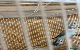 Budgerigars birds for sale: Black wing budgies forsale - Image 4
