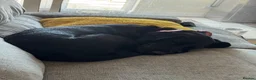 Springador dogs for sale: Pippa looking for forever home - Advert 5