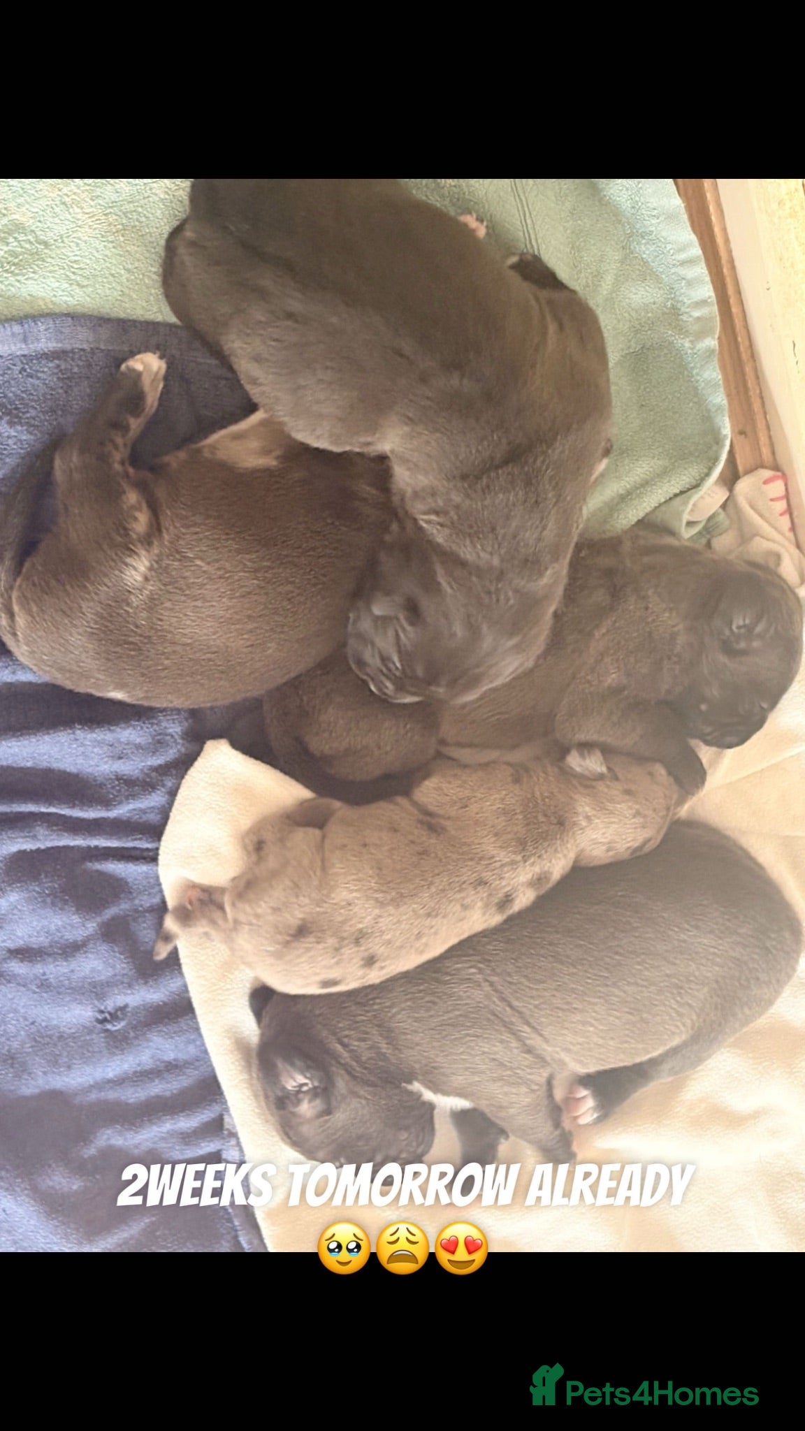 Mixed Breed dogs Unplanned litter  - Advert 1