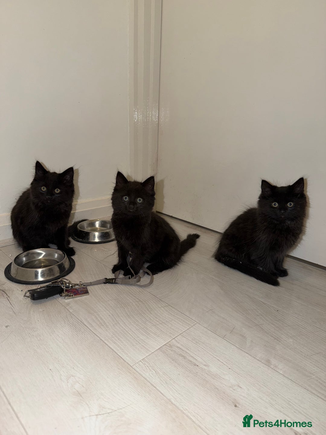 Ragdoll cats for sale: 4 Adorable Ragdoll x Persian Kittens Ready To Go‼️ - Advert 5