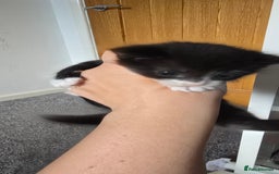 Mixed Breed cats for sale: 3 kittens to go  - Image 6