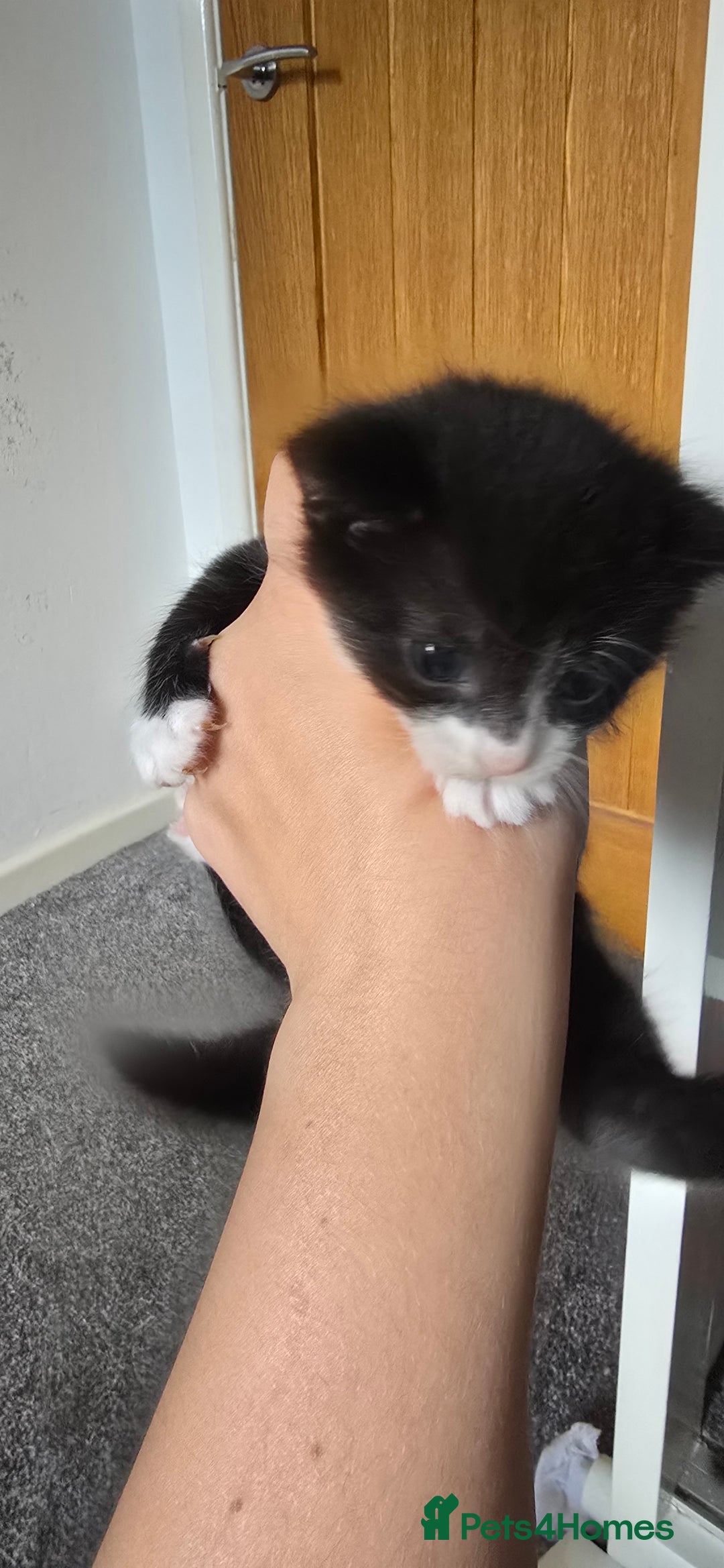 Mixed Breed cats for sale: 3 kittens to go  - Image 6