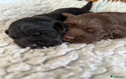Cocker Spaniel dogs for sale: KC health tested cocker spaniel puppies  - Image 5