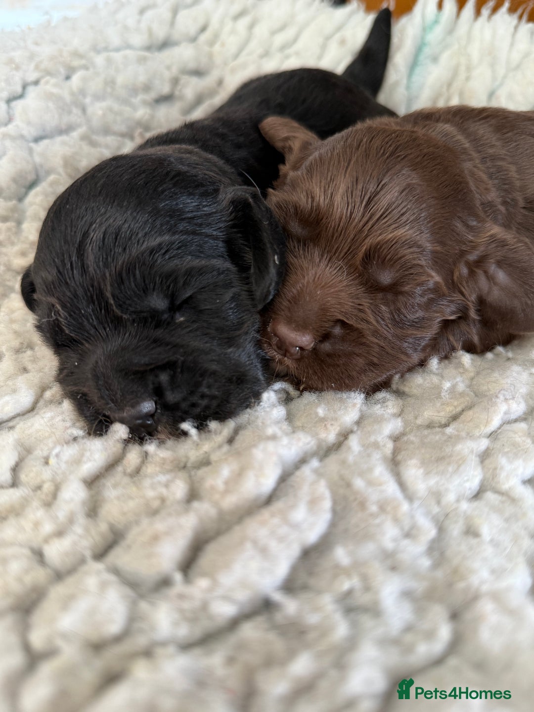 Cocker Spaniel dogs for sale: KC health tested cocker spaniel puppies  - Image 5