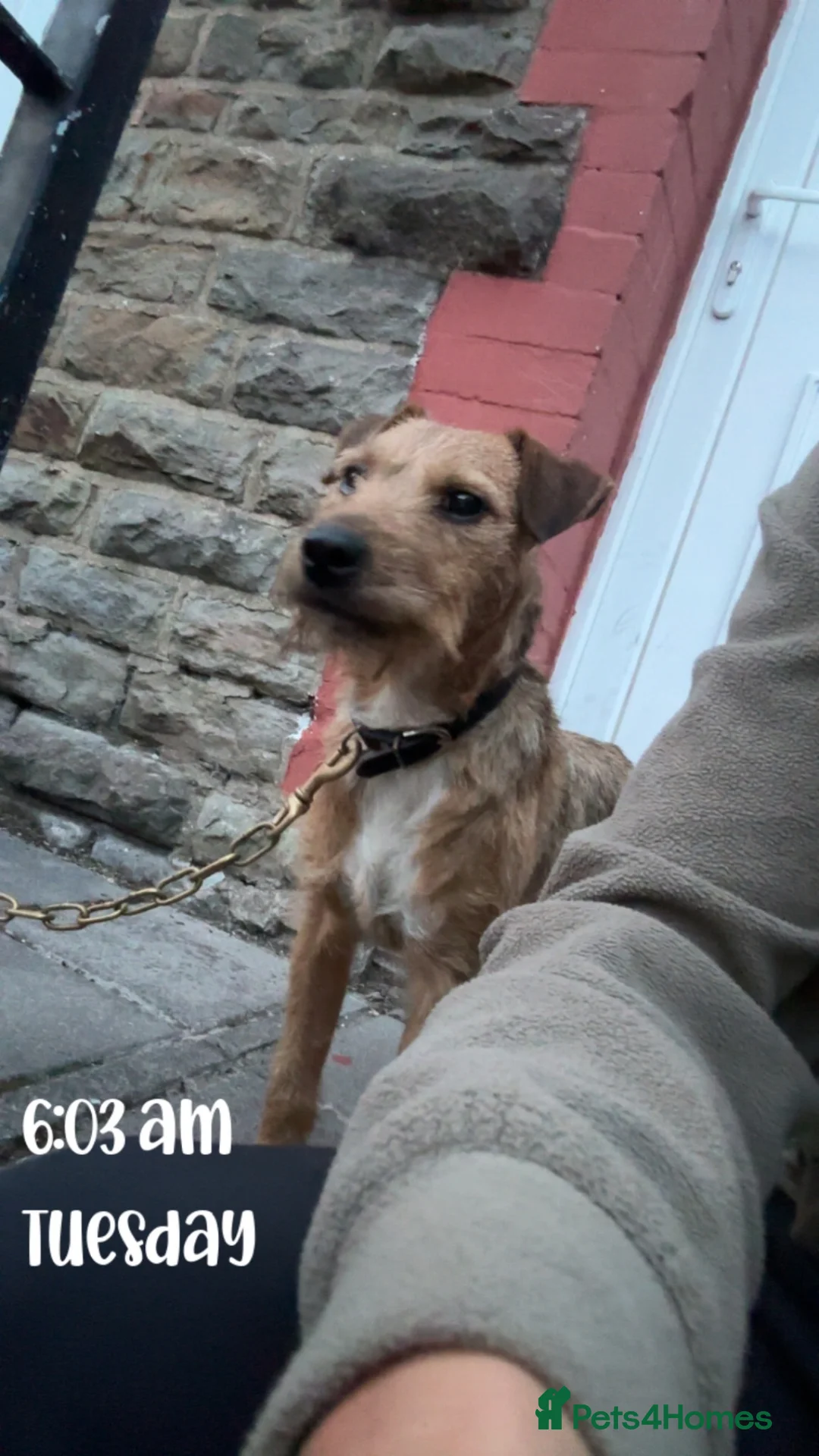 Lakeland Terrier dogs for sale: Rags lovely dog with a great temperament 11 months - Advert 2