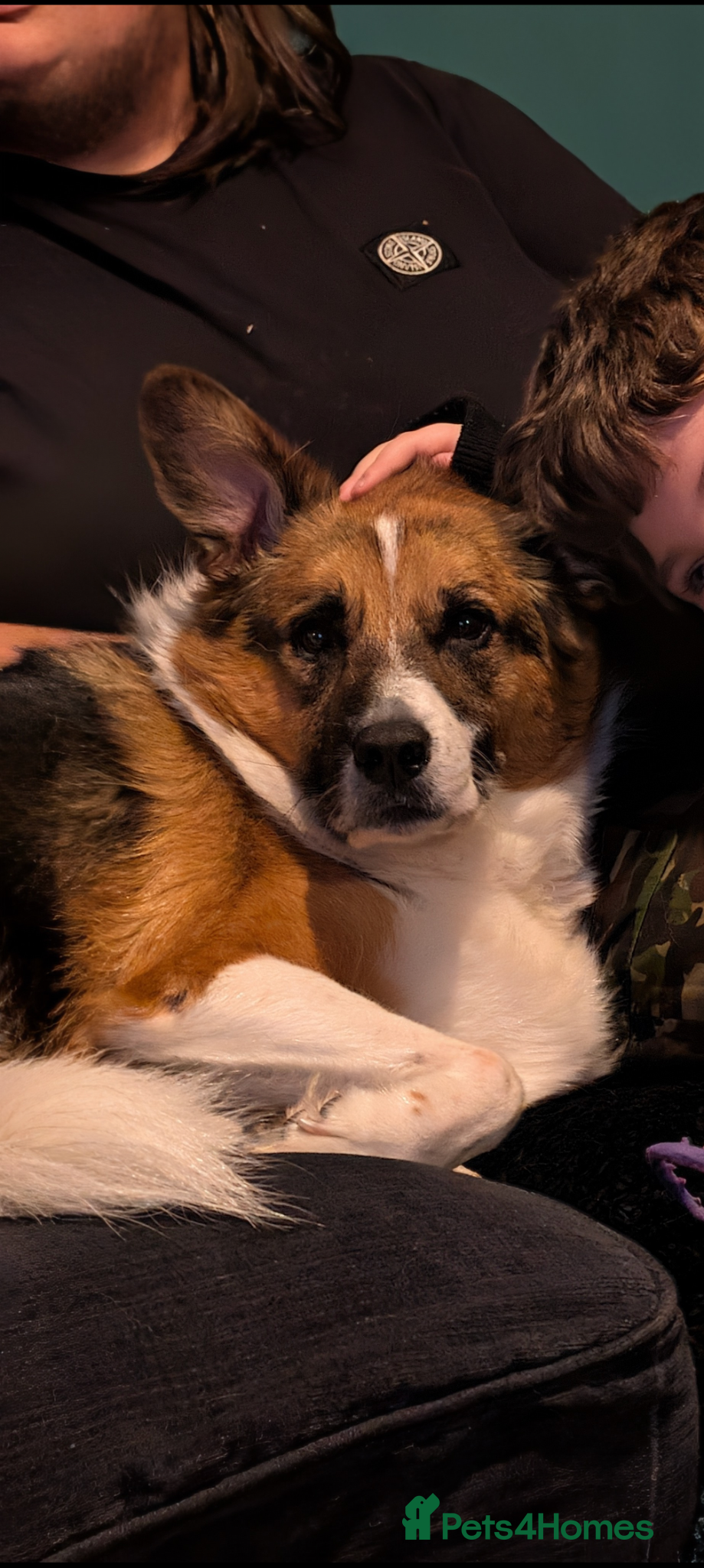 Mixed Breed dogs for sale: Roxanne (Roxie) in Stockport - Advert 7