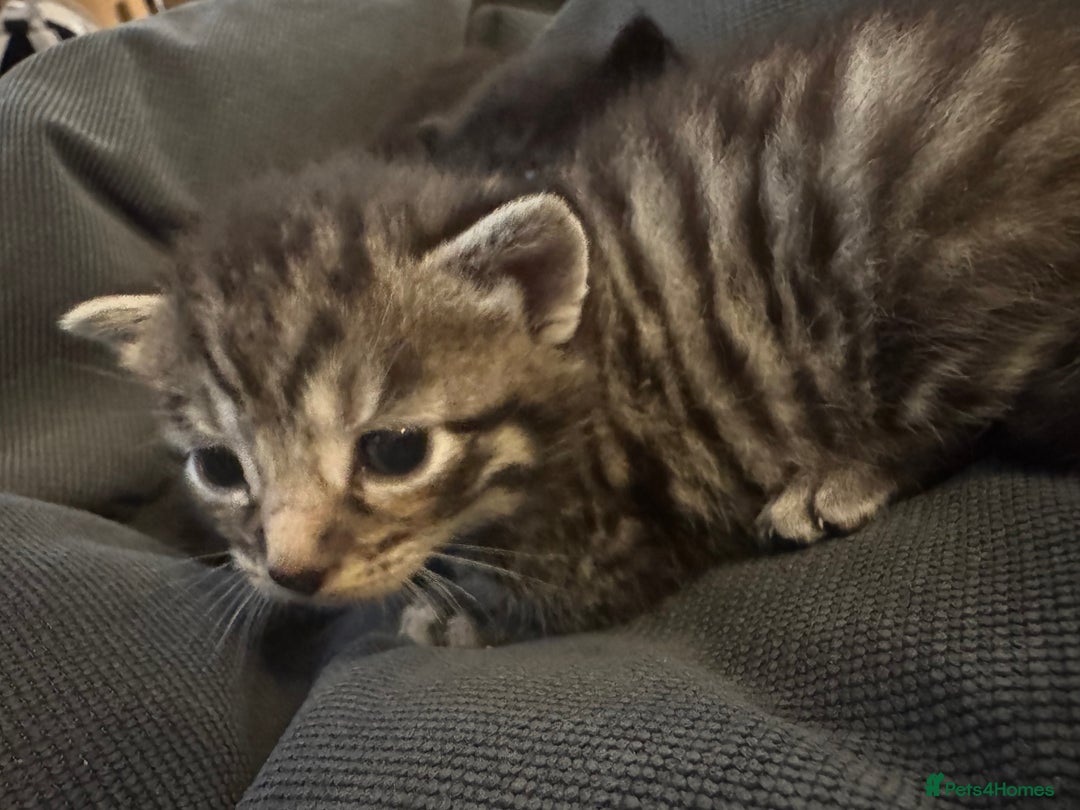 British Shorthair cats for sale: Kittens  - Advert 8