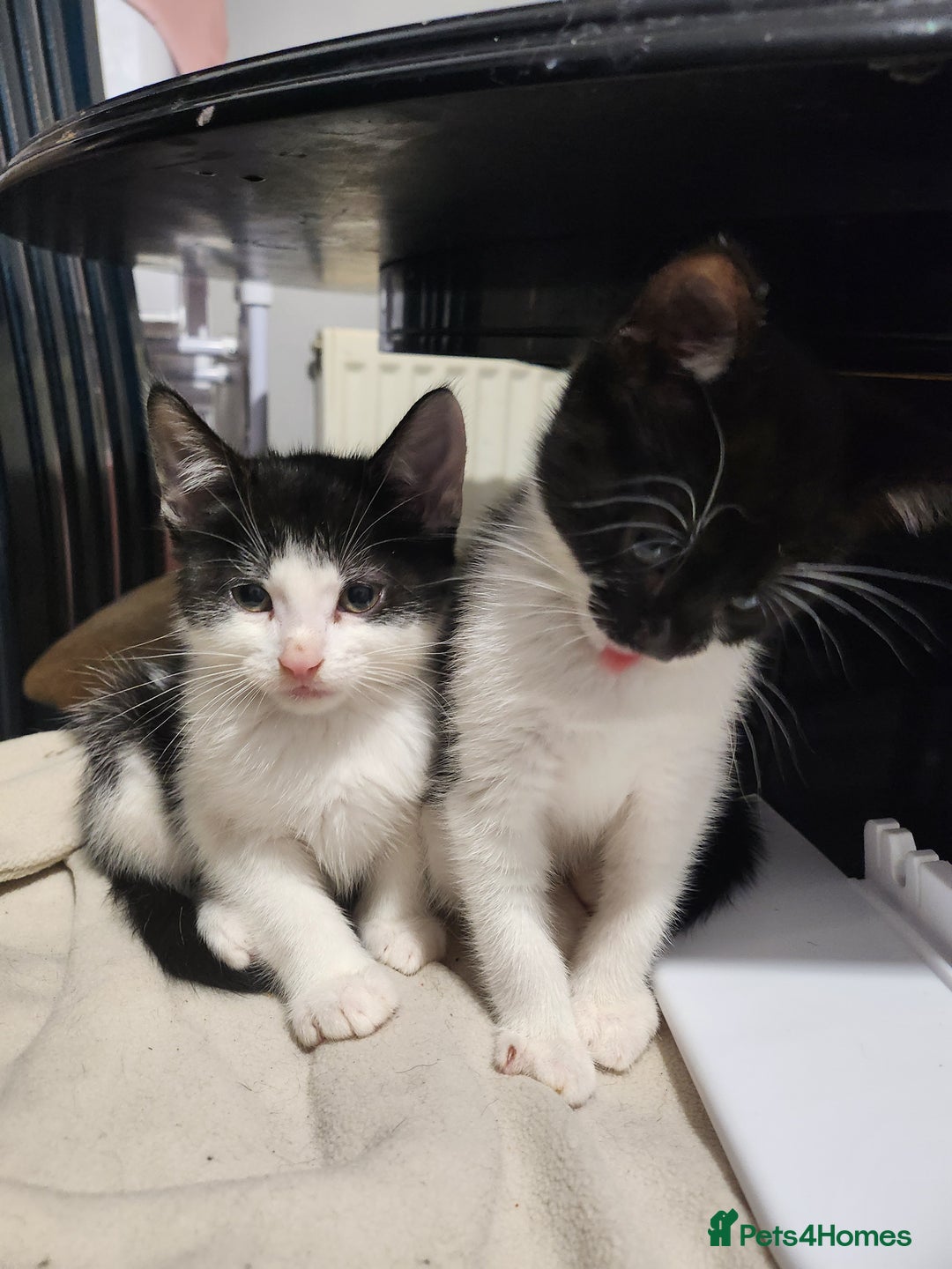 Mixed Breed cats for sale: Kittens  - Advert 25