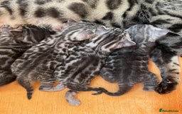 Bengal cats for sale: Stunning Pure Bengals family ❤️ TICA - Image 11