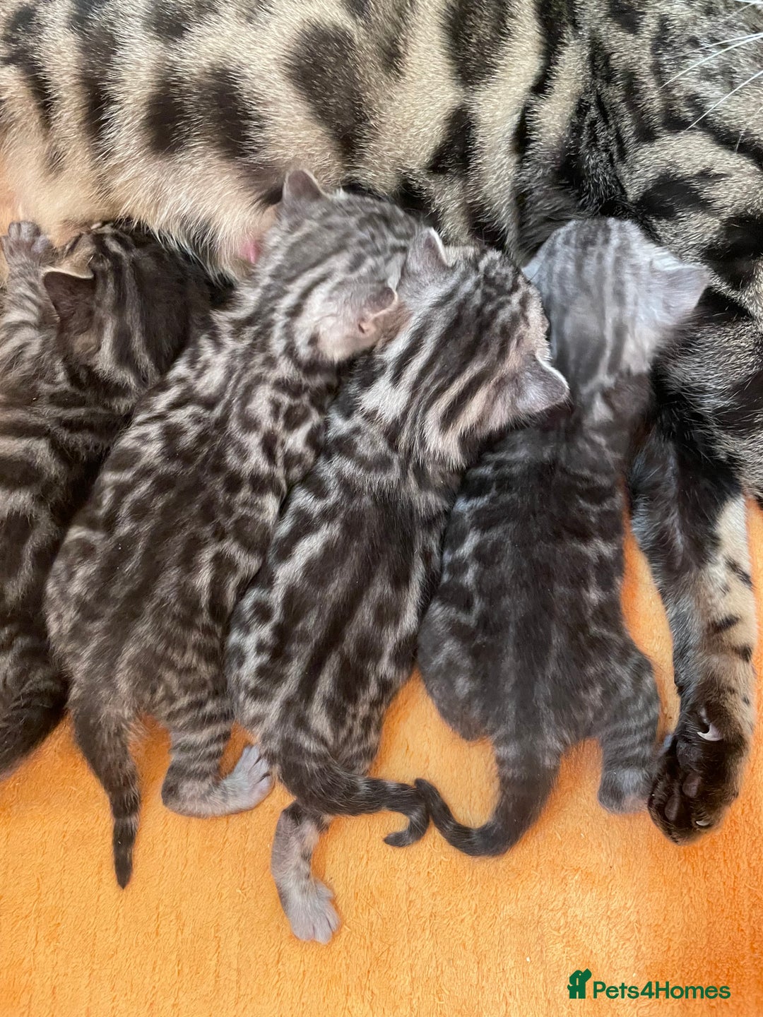 Bengal cats for sale: Stunning Pure Bengals family ❤️ TICA - Image 11