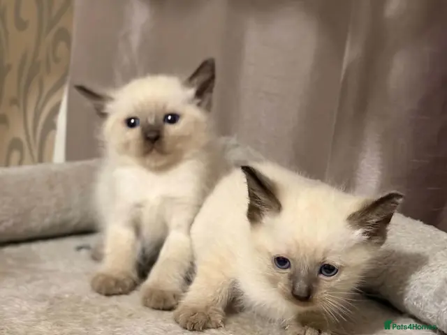 Siamese cats for sale: Fluffy Siamese x Ragdoll Kittens – Blue Eyes - Advert 16