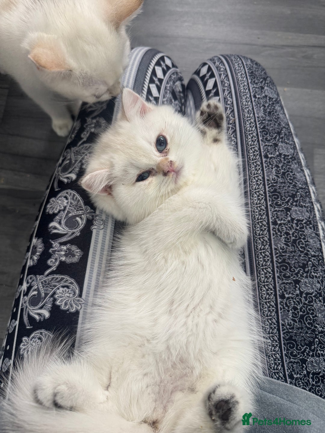 British Shorthair cats for sale: ❤️ White, gold tipped British shorthairs ❤️ in Slough - Image 14