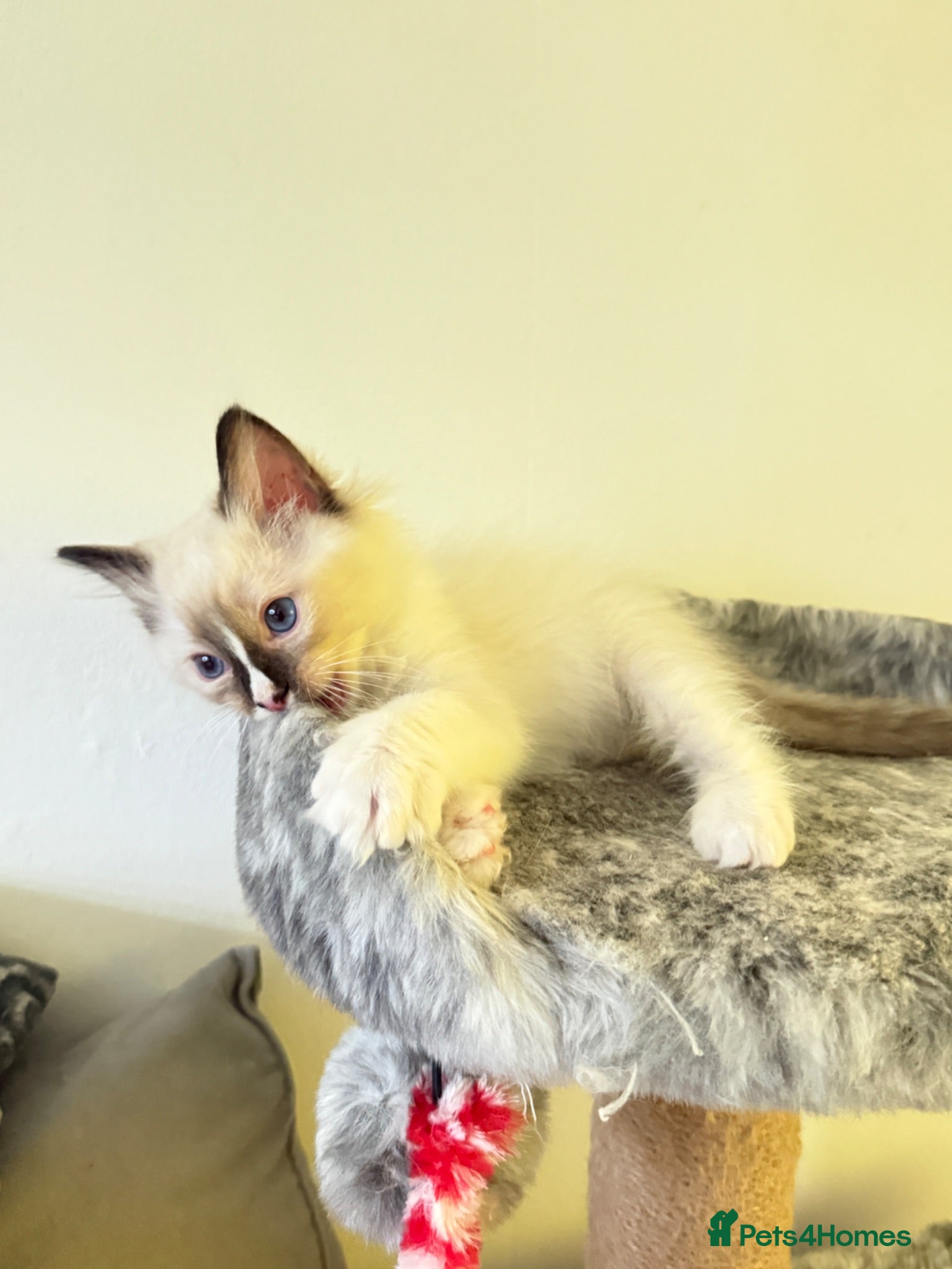 Ragdoll cats *Ready To Leave Now 2 Pure Ragdoll Male Kittens*** - Advert 12