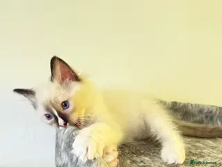 Ragdoll cats *Ready To Leave Now 2 Pure Ragdoll Male Kittens*** - Advert 12