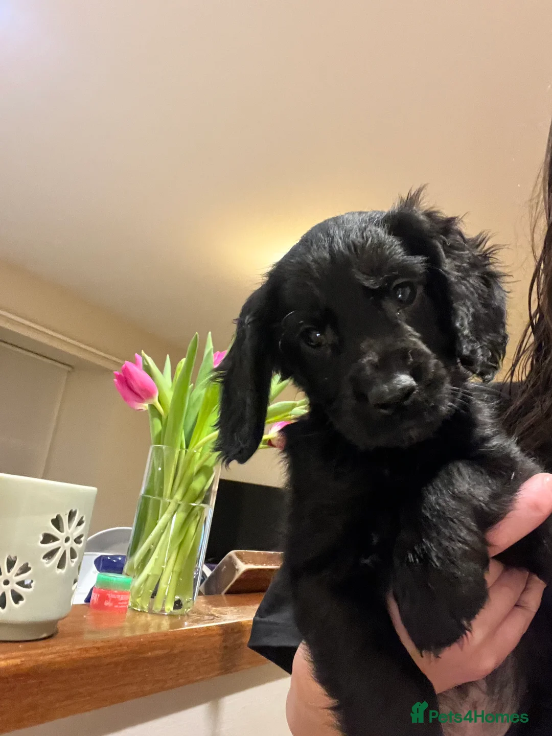 Cocker Spaniel dogs for sale: Working Cocker Spaniels 🥰 - Advert 5