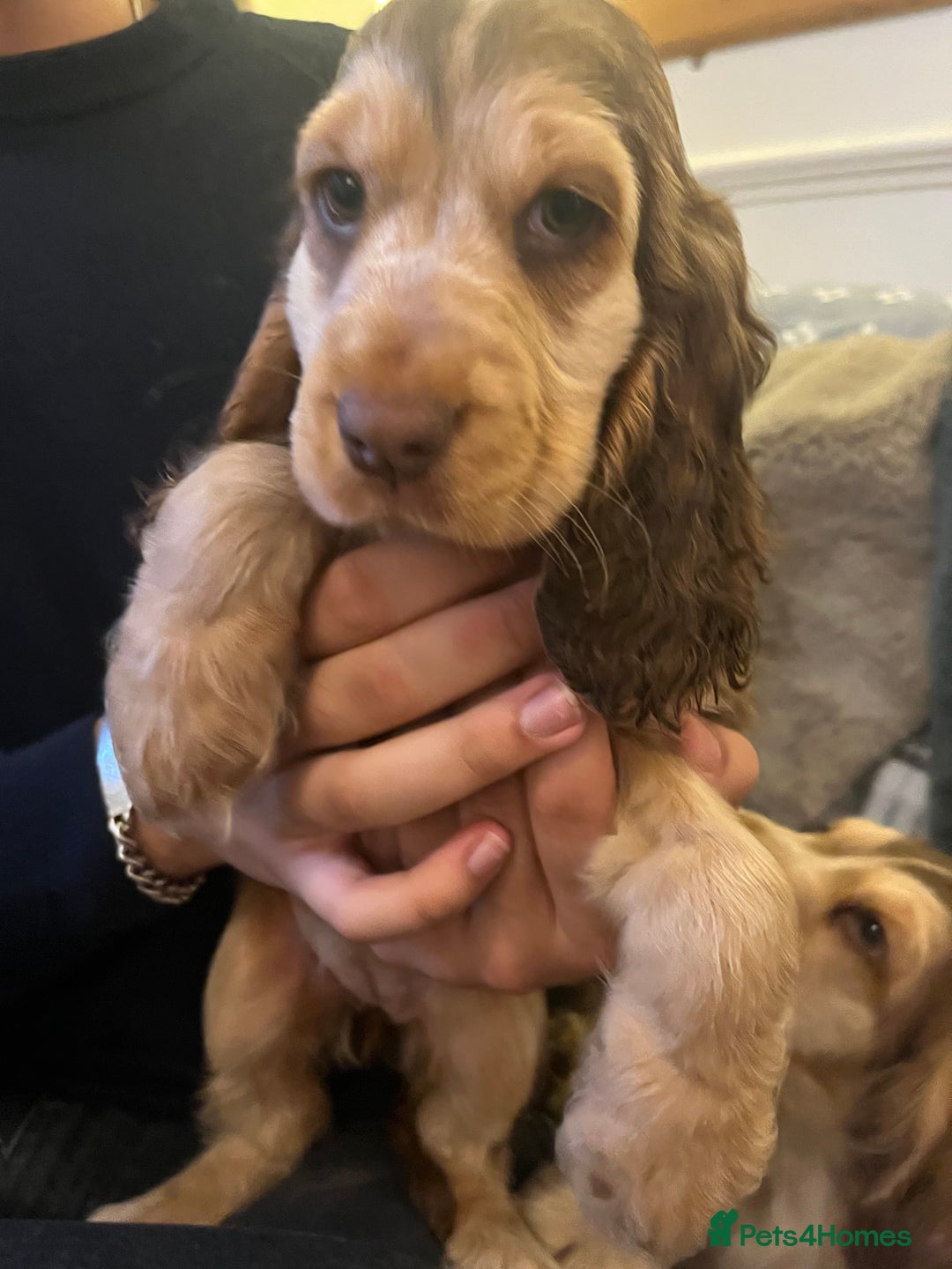 Cocker Spaniel dogs for sale: ADORABLE KC REG SHOW TYPE COCKER SPANIEL PUPPIES - Image 36