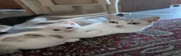 Mixed Breed cats for sale: Persian mix cross - Advert 10