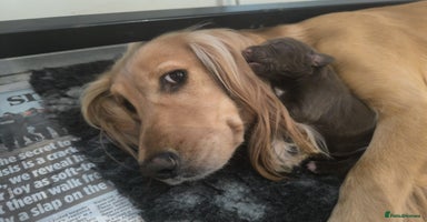 Cocker Spaniel dogs - Advert 6