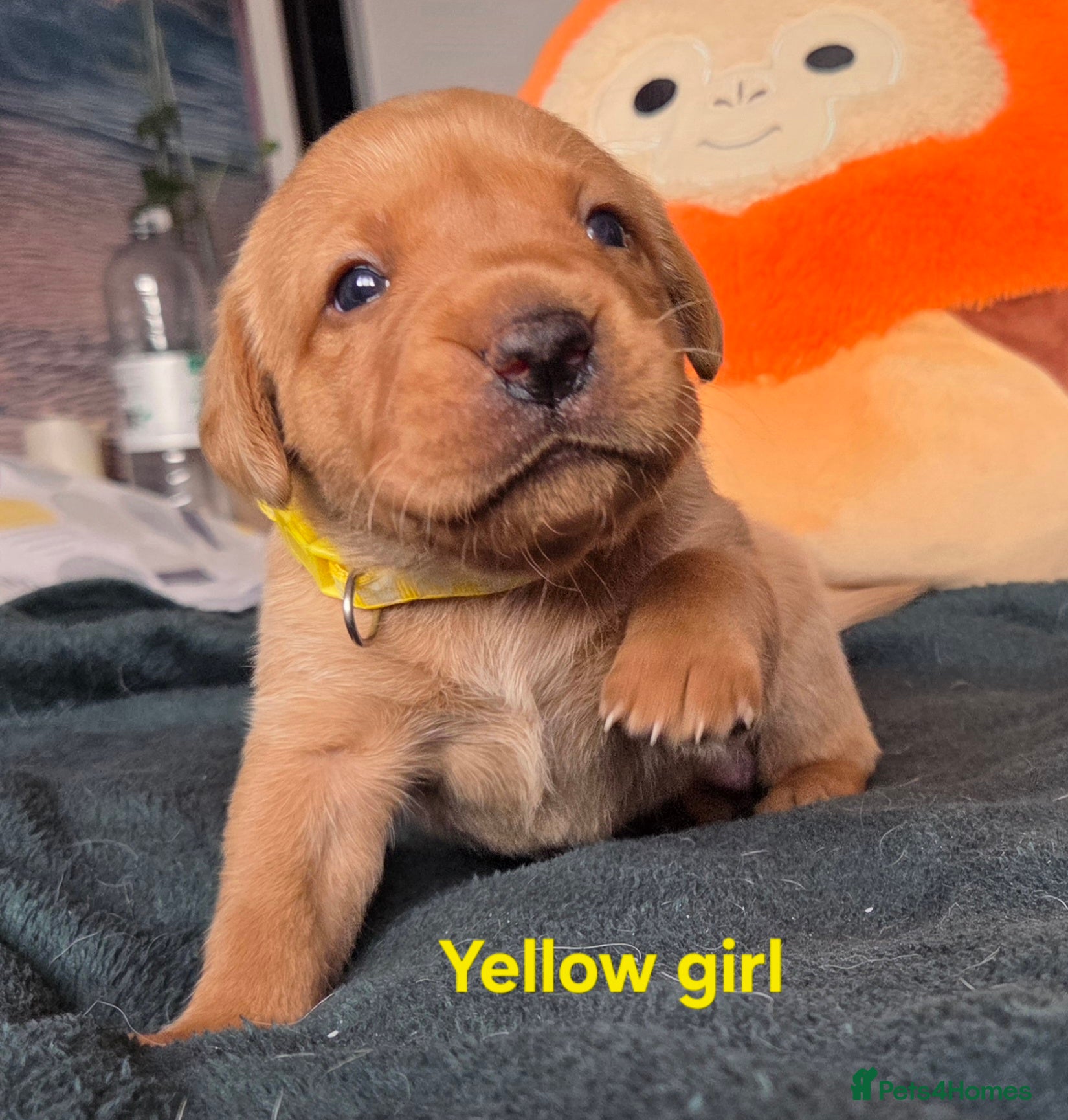 Labrador Retriever dogs Working gundog fieldtrial champions bloodline  - Advert 2