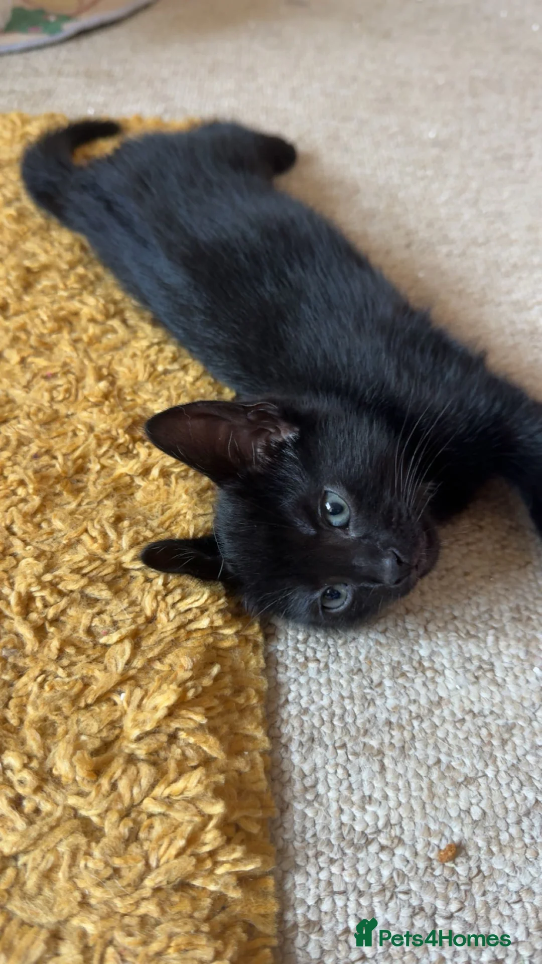 Domestic Shorthair cats for sale: Kittens  in Guildford - Advert 2