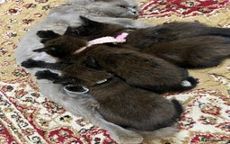 British Longhair cats for sale: The male bobby female no names - Image 3