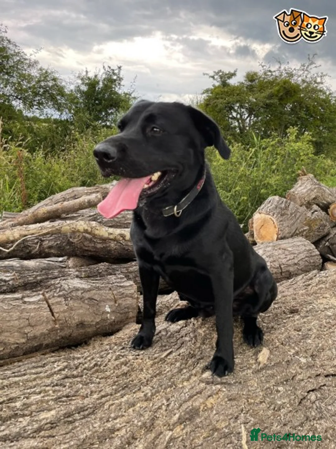 Labrador Retriever dogs for stud: Fully Health Tested Stunning Black Labrador Stud in Tewkesbury - Advert 8
