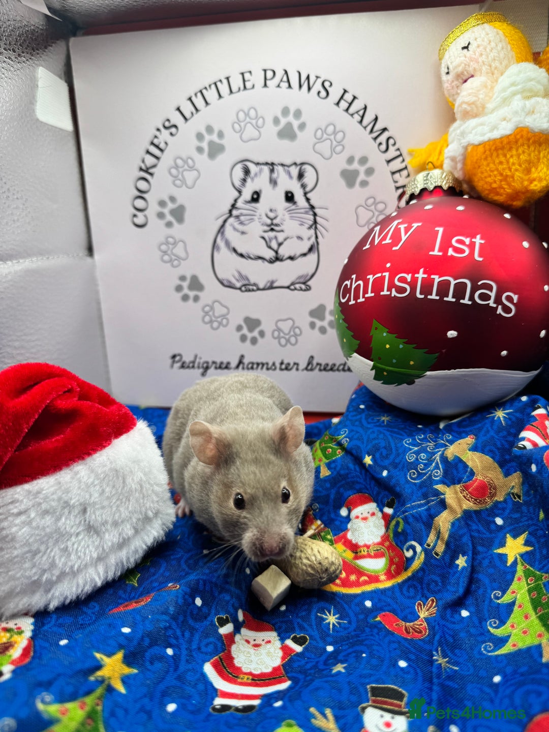 Hamster rodents for sale: Pedigree Syrian hamster  - Advert 4