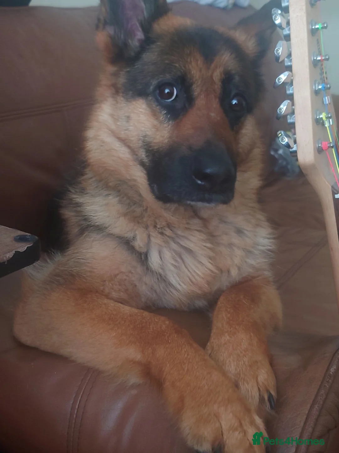German Shepherd dogs for sale: Millie in Liverpool - Advert 1