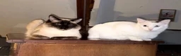 Ragdoll cats for sale: King and Queen ragdoll  - Advert 3