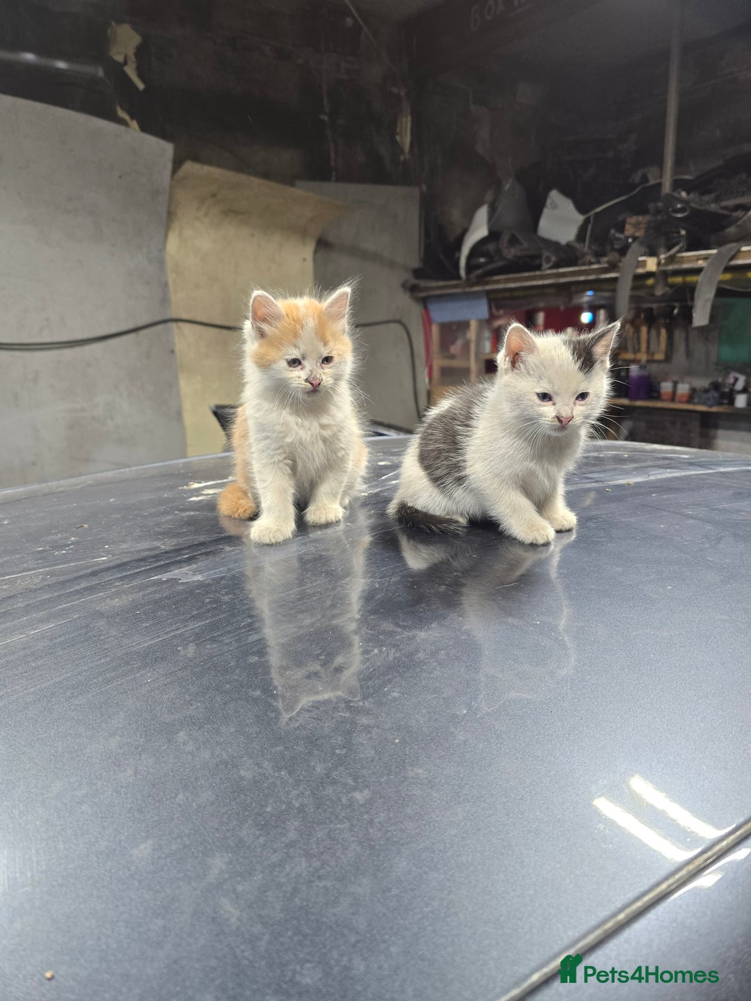 Ragcoon cats for sale: cats  - Image 12
