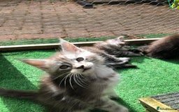 Maine Coon cats for sale: Maincoon kittens ready now  - Image 11