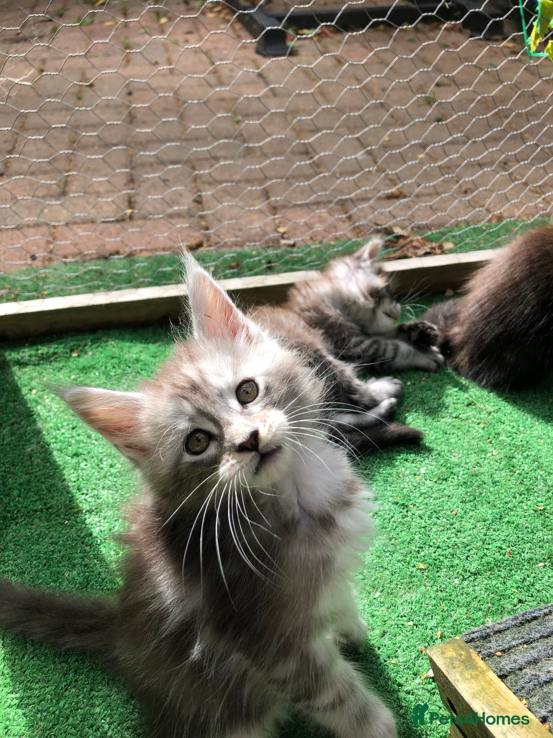 Maine Coon cats for sale: Maincoon kittens ready now  - Image 11