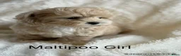 Maltipoo dogs for sale: Gorgeous Teddy Bear F1 Maltipoo READY NOW - Advert 3