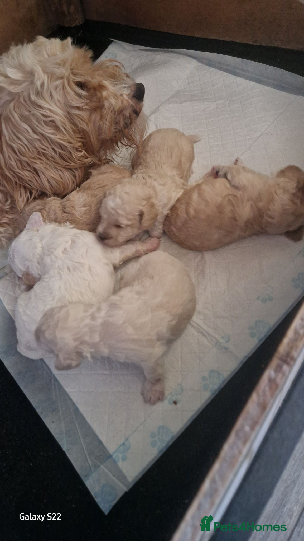 Cockapoo dogs 2 girls 3 boys available  - Advert 2