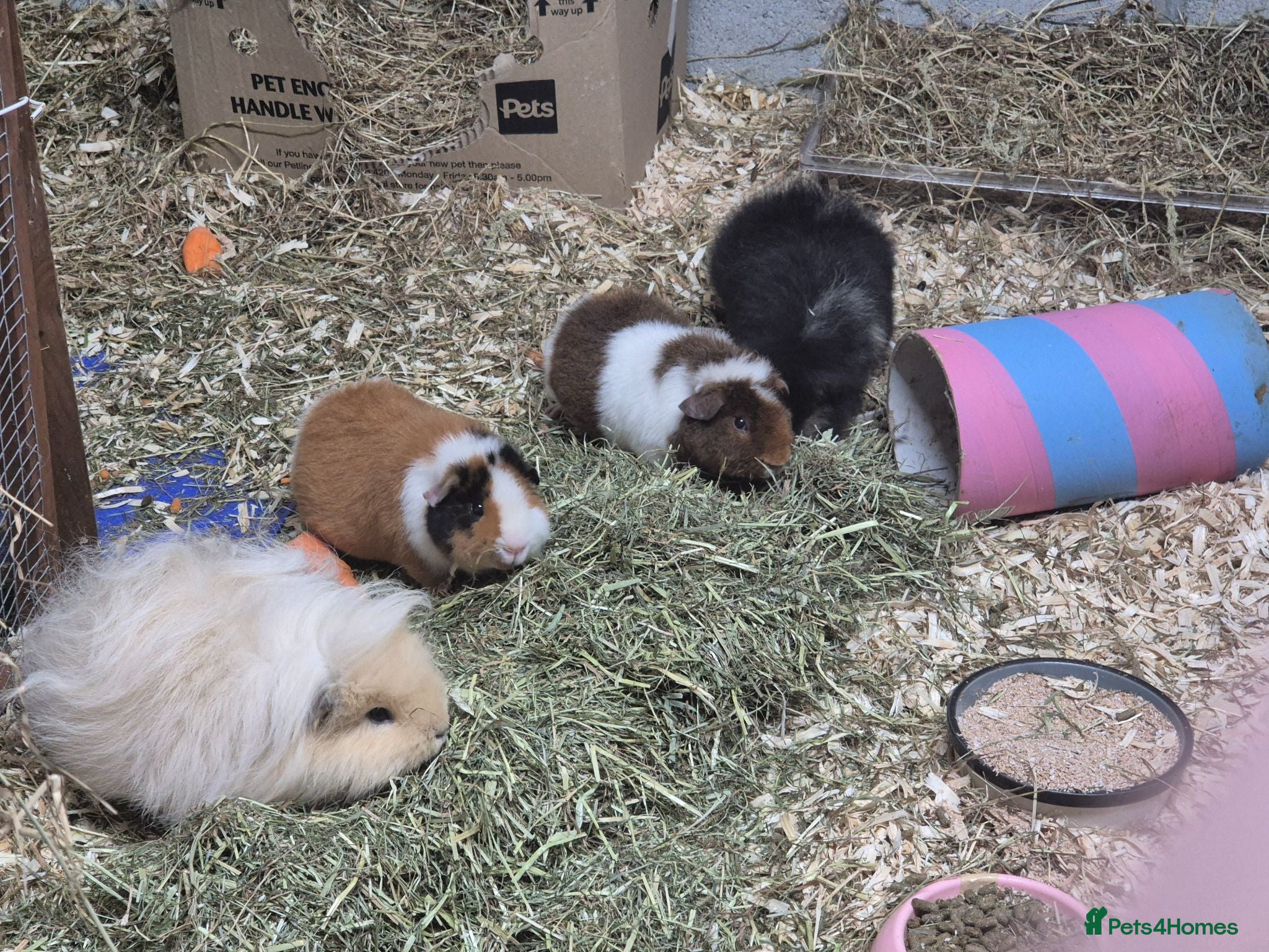 Guinea Pig rodents Variety of boars - Advert 13
