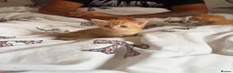 Domestic Shorthair cats for sale: 3 ginger and white boy kittens  in Cumnock - Advert 25