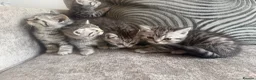 British Shorthair cats for sale: SILVER TABBY BRITISH SHORT HAIR  - Advert 8
