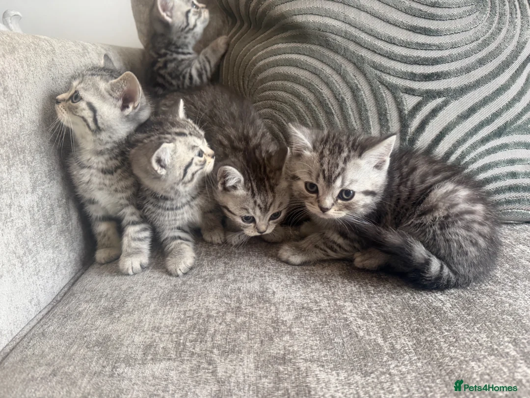 British Shorthair cats for sale: SILVER TABBY BRITISH SHORT HAIR  - Advert 8