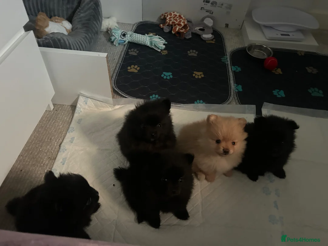 Pomeranian dogs for sale: Black teddy bear Pomeranian  - Advert 6