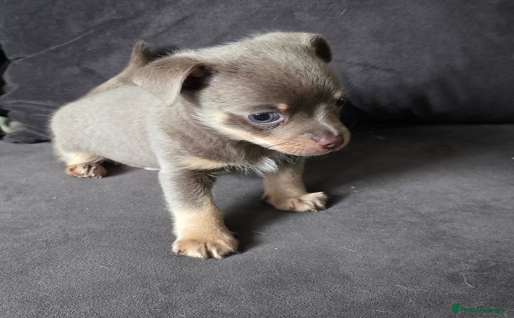 Chihuahua dogs - Advert 3