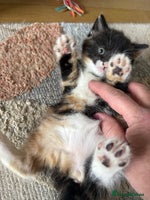 Mixed Breed cats - Advert 7