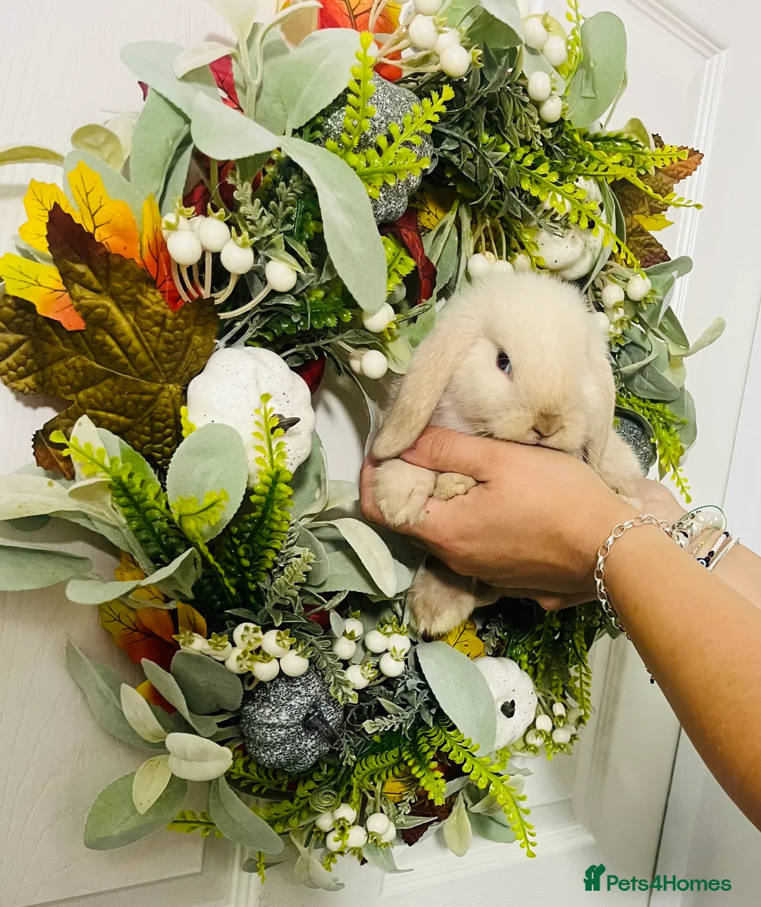 Mini Lop rabbits for sale: 🐰pure bred Miniature Lop 🐰 - Advert 24