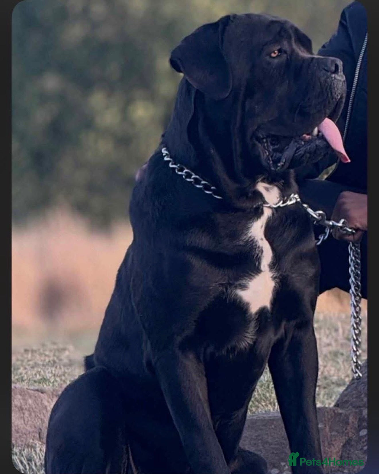 Cane Corso dogs Cane corso for stud - Advert 2