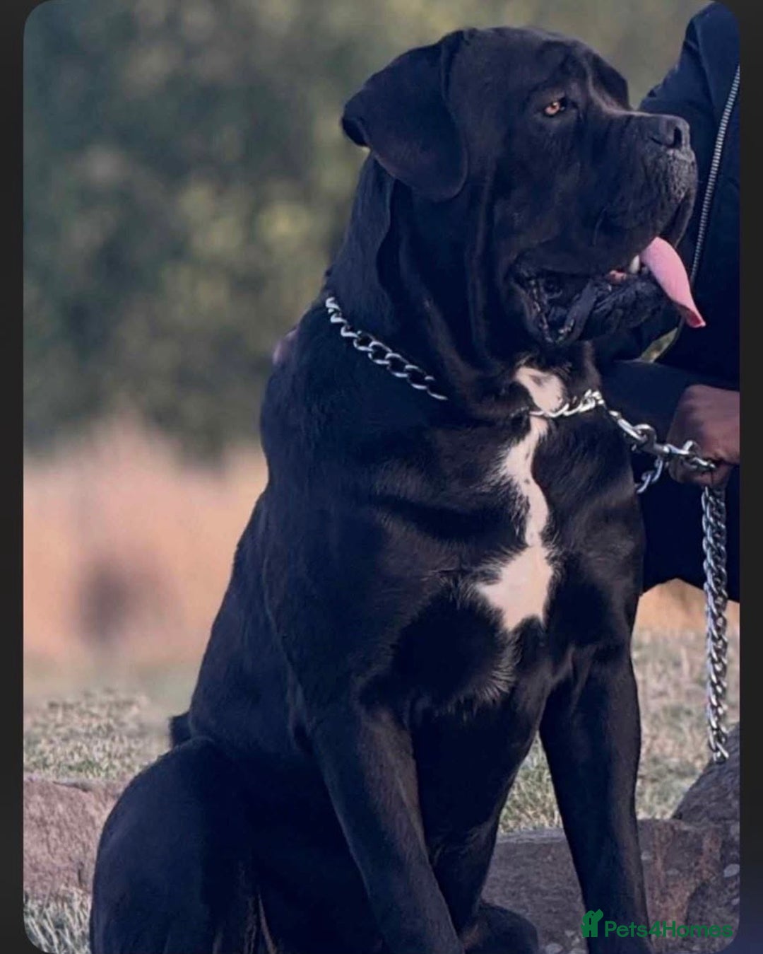 Cane Corso dogs for stud: Cane corso for stud - Advert 1
