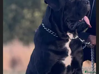 Cane Corso dogs Cane corso for stud - Advert 2