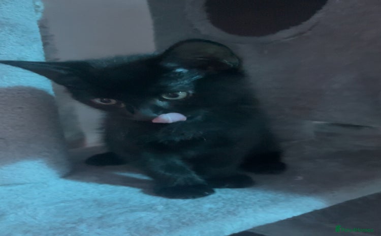 Domestic Shorthair cats - Advert 1