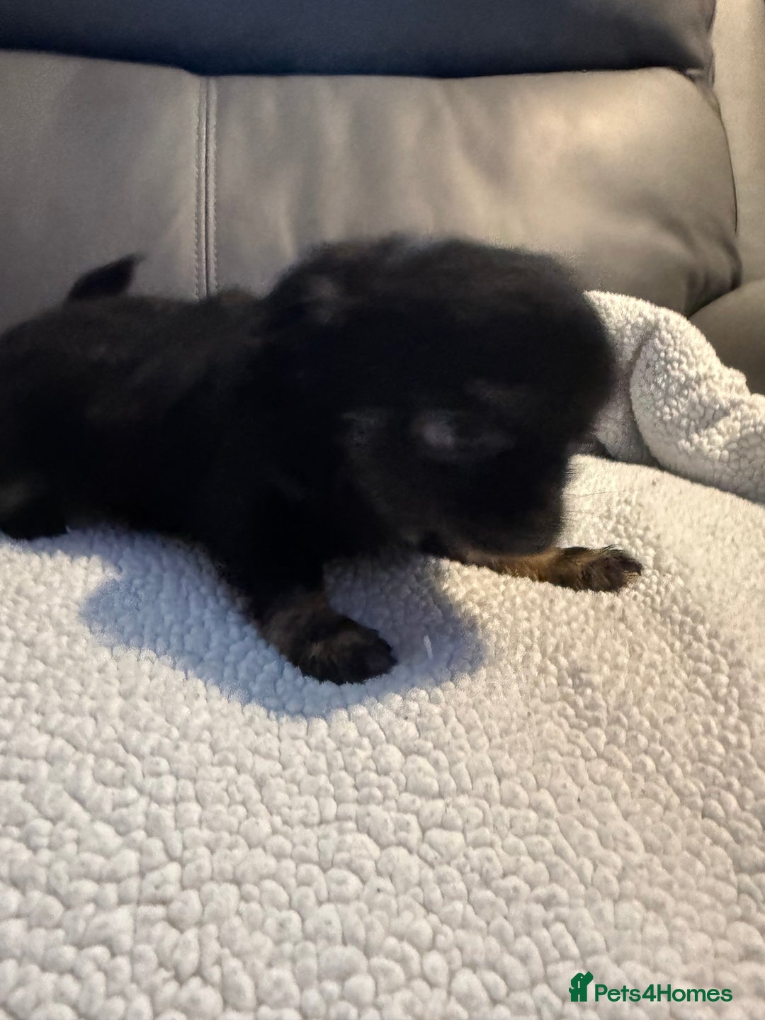 Chihuahua dogs for sale: Stunning litter of 5 long coat chihuahuas - Image 7