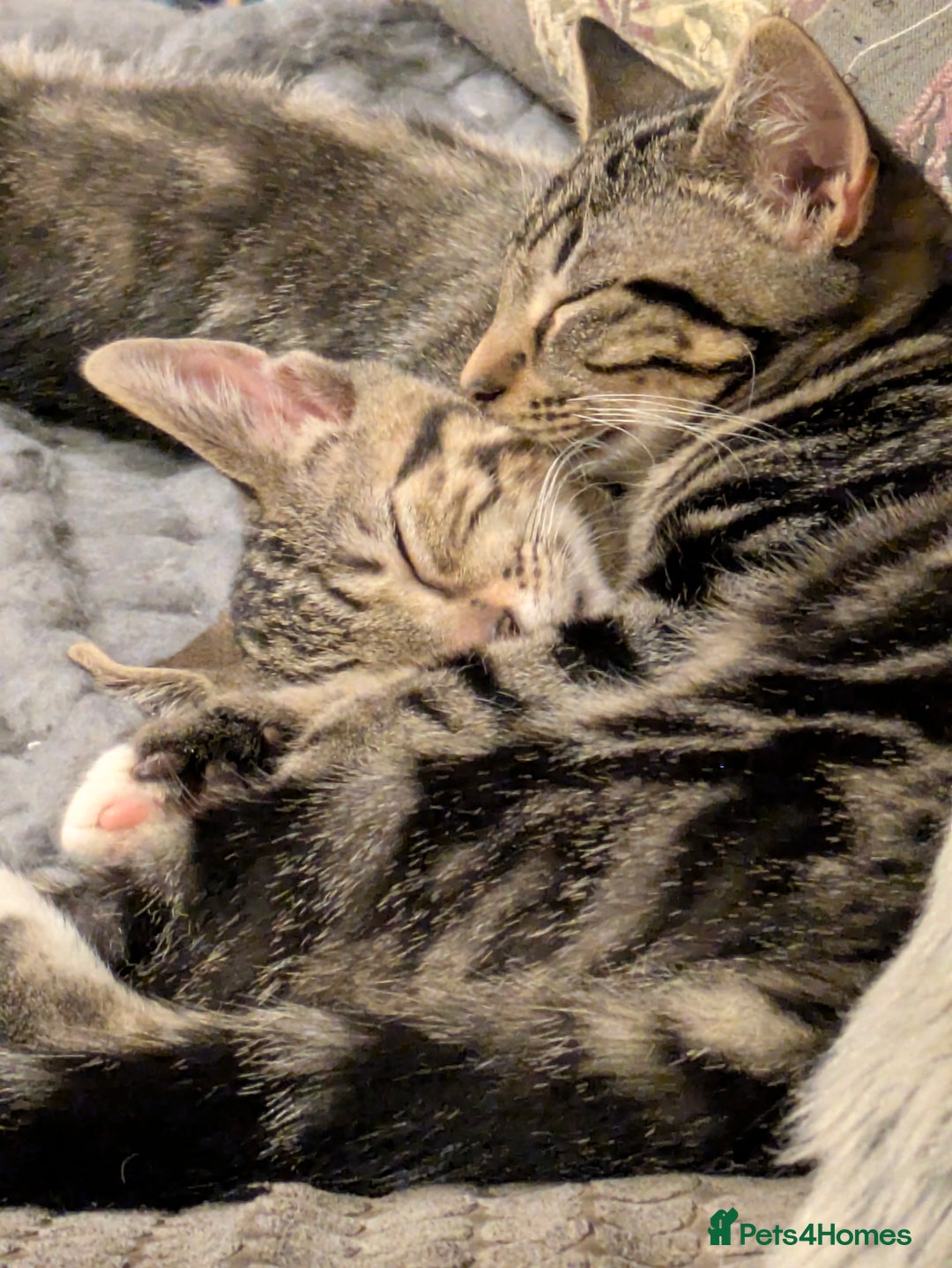 Domestic Shorthair cats for sale: Beautiful domestic short hair kittens for sale  - Image 39