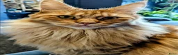 Maine Coon cats for sale: 2 females aged 2yrs - Advert 22