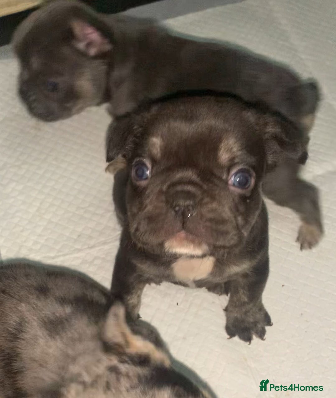 French Bulldog dogs for sale: French bulldogs reduced  ❤️  - Advert 11